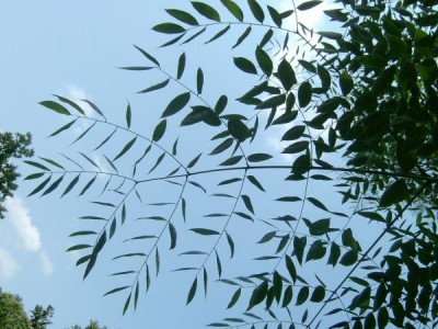 Nahovětvec dvoudomý - Gymnocladus dioicus, list, Lednice, 2006