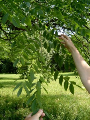 Nahovětvec dvoudomý - Gymnocladus dioicus, list, Lednice, 2006