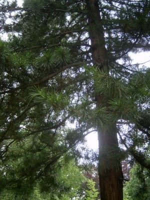 Pajehličník přeslenatý - Sciadopitys verticillata, Zlín - ZOO, 2006