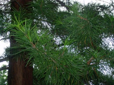 Pajehličník přeslenatý - Sciadopitys verticillata, Zlín - ZOO, 2006