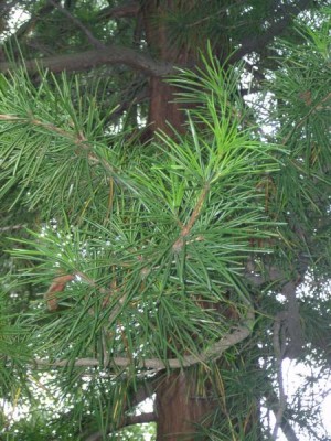 Pajehličník přeslenatý - Sciadopitys verticillata,  Zlín - ZOO, 2006