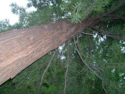 Pajehličník přeslenatý -  Sciadopitys verticillata,  Zlín - ZOO, 2006