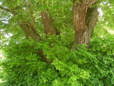 Paořech jasanolistý - Pterocarya fraxinifolia,  Lednice, 2006
