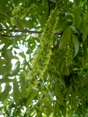 Paořech jasanolistý - Pterocarya fraxinifolia, Lednice, 2006