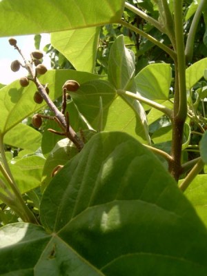 Pavlovnie  - Paulownia, Valtice , 2006