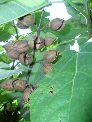 Pavlovnie - Paulownia, Valtice, 2006