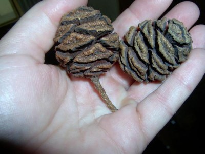 Sekvojovec obrovský - Sequiadendron giganteum,  šišky, muzeum Valtice