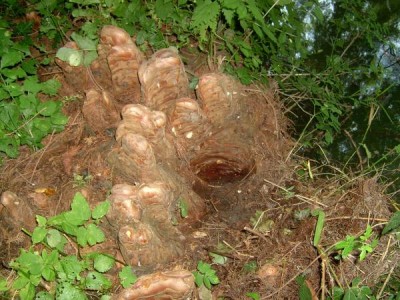 Tisovec dvouřadý - Taxodium distichum,  detail tzv. vzdušných kořenů,  Lednice, 2006
