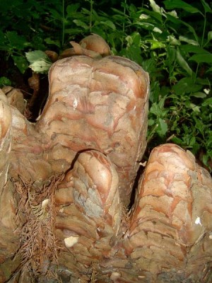 Tisovec dvouřadý - Taxodium distichum,  detail tzv. vzdušných kořenů,  Lednice, 2006