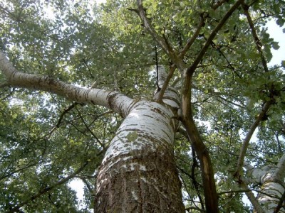 Topol bílý - Populus alba, Lednice, 2006