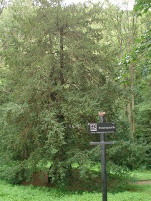 tis červený - Perštejnský tis