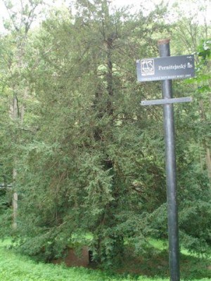 tis červený - Perštejnský tis