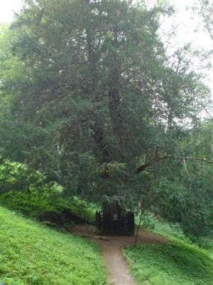 tis červený - Perštejnský tis