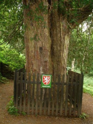 tis červený - Perštejnský tis