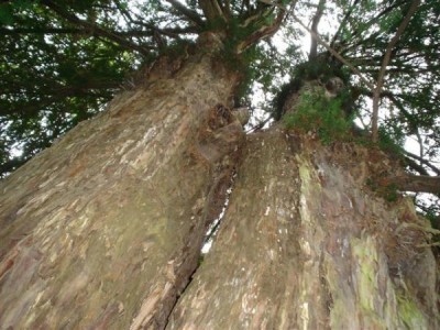 tis červený - Perštejnský tis