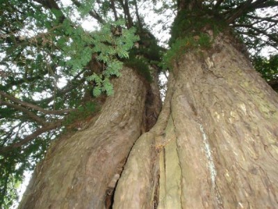 tis červený - Perštejnský tis