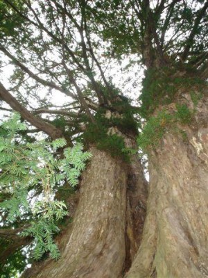 tis červený - Perštejnský tis