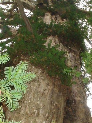 tis červený - Perštejnský tis