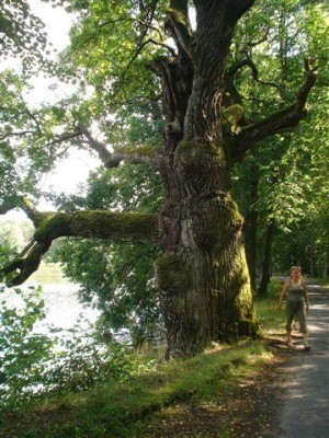dub letní - Třeboň