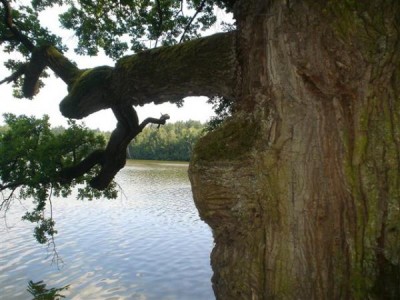 dub letní - Třeboň