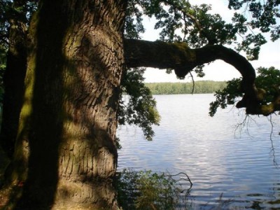 dub letní - Třeboň