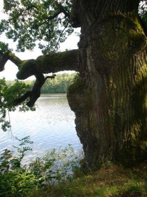 dub letní - Třeboň