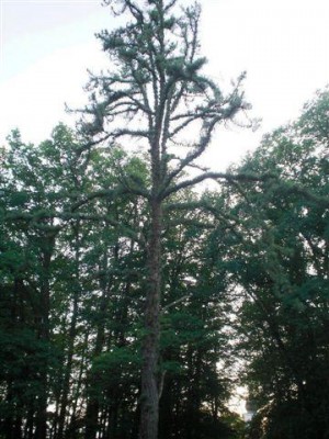 borovice letní -?? MONSTROSA - MONOCAULIS ??- Třeboň