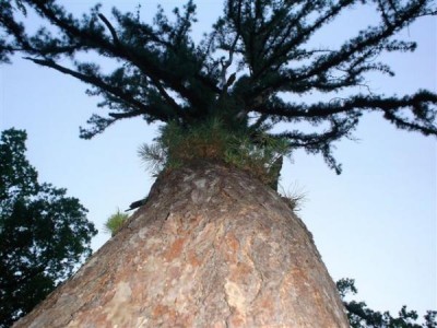 borovice letní - ??MONSTROSA - MONOCAULIS ?? - Třeboň