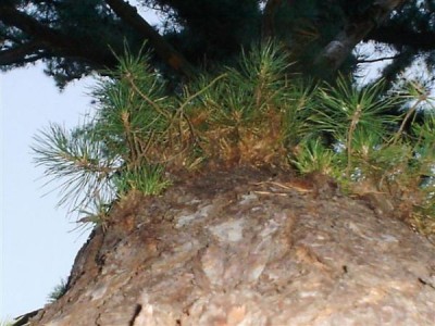 borovice letní - ?? MONSTROSA - MONOCAULIS ?? - Třeboň