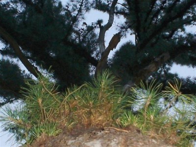 borovice letní - ?? MONSTROSA - MONOCAULIS ?? - Třeboň