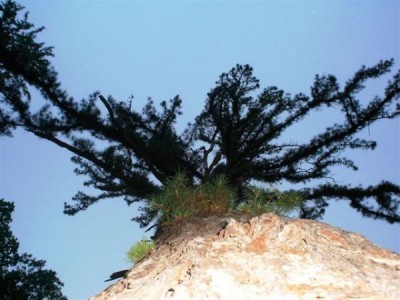 borovice letní - ?? MONSTROSA - MONOCAULIS ?? - Třeboň