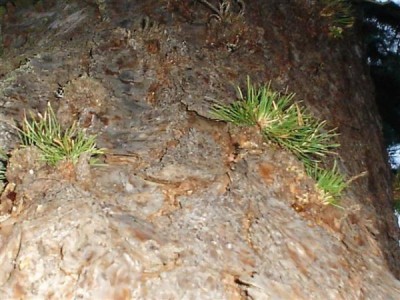 borovice letní - ?? MONSTROSA - MONOCAULIS ?? - Třeboň