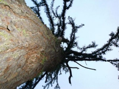 borovice letní - ?? MONSTROSA - MONOCAULIS ?? - Třeboň