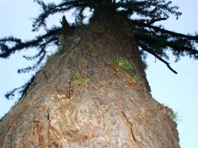 borovice letní -?? MONSTROSA - MONOCAULIS ??- Třeboň