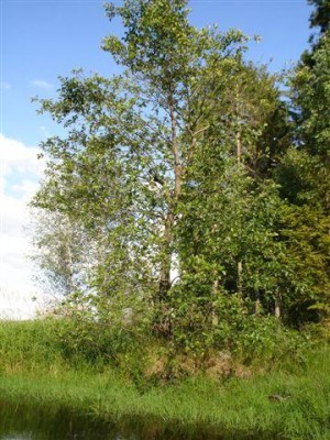 olše lepkavá - Medlov