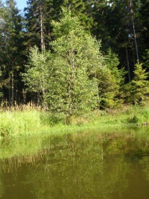 olše lepkavá - Medlov