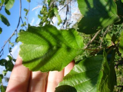olše lepkavá - Medlov