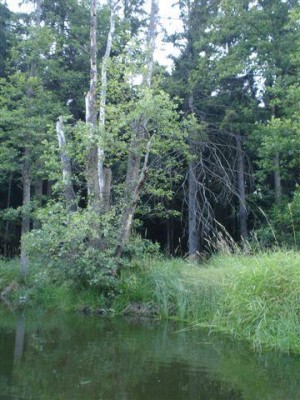 olše lepkavá - Medlov