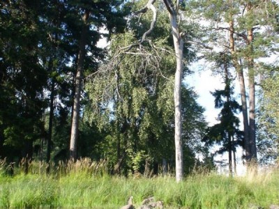 borovice lesní - Medlov