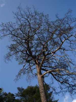 borovice lesní - Medlov