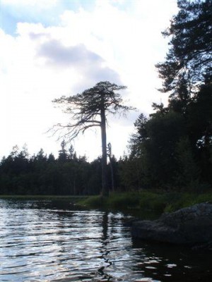 borovice lesní - Medlov