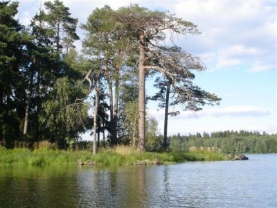 borovice lesní - Medlov