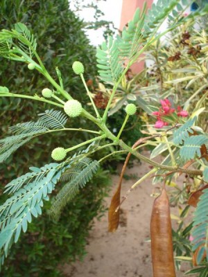 Akácie - Acacia, Tunis