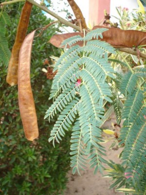 Akácie - Acacia, Tunis