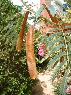 Akácie - Acacia, Tunis