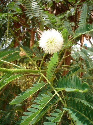 Akácie - Acacia, Tunis