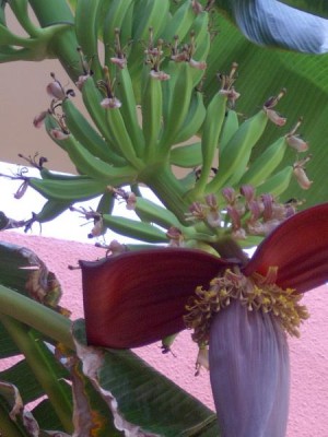 Banánovník - Musa cavendis, Tunis