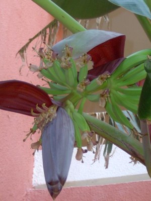 Banánovník - Musa cavendis, Tunis