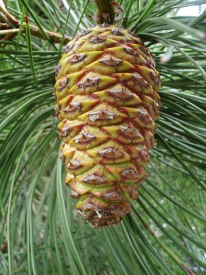 Borovice Jeffreyova - Pinus jeffreyi, Ústí nad Orlicí