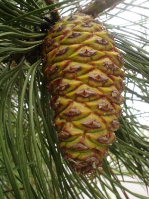 Borovice Jeffreyova - Pinus jeffreyi, Ústí nad Orlicí